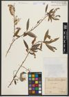 Foto von Salix alba L.
